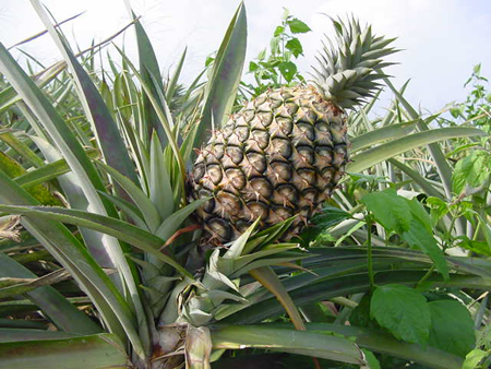 piantare ananas