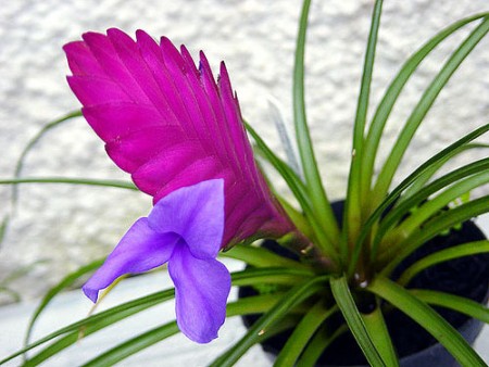 tillandsia