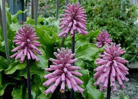 veltheimia