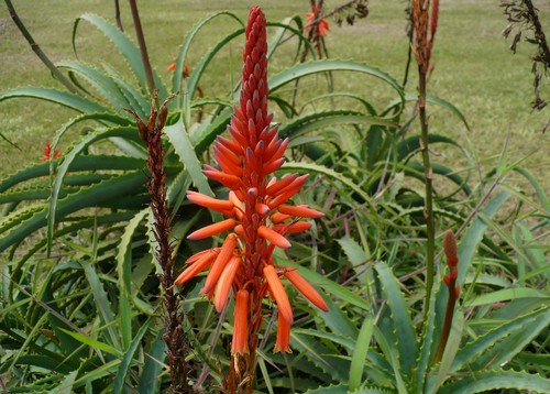 Aloe arborescens