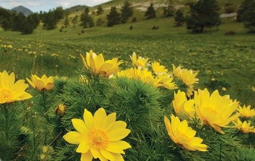 L'Abruzzo ed i fiori: luoghi da visitare