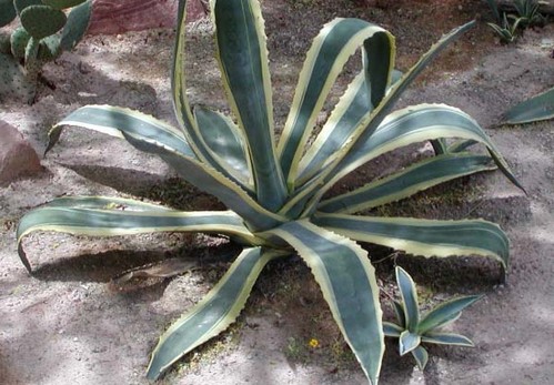 agave americana