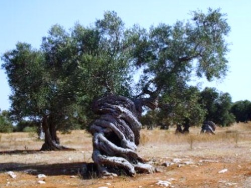 Gli Alberi Monumentali