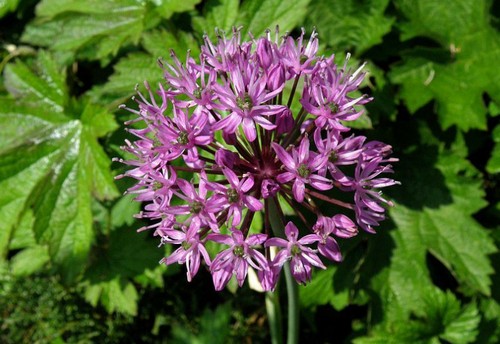 allium stipitatum