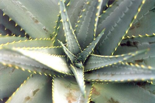 Aloe, varietà e cure