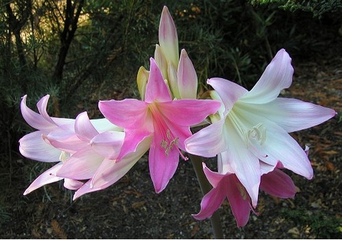 amaryllis belladonna