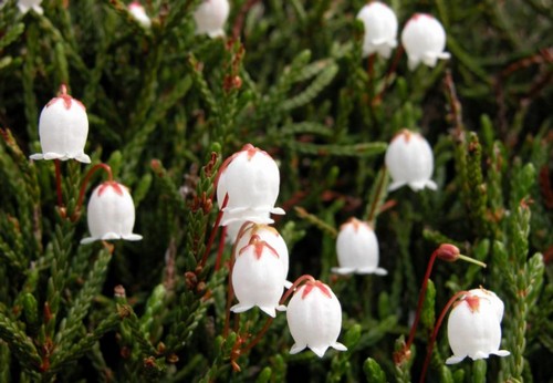 cassiope mertensiana