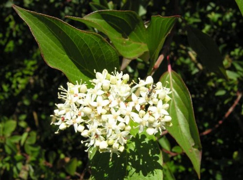 cornus alba