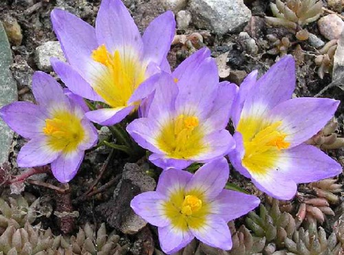 crocus