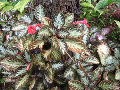 episcia cupreata