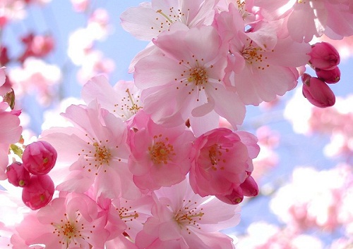 Significato dei fiori: il ciliegio