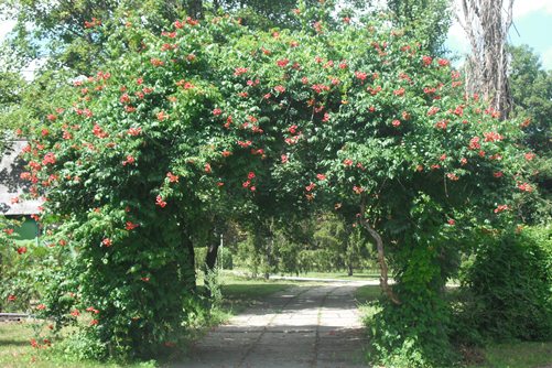 giardino botanico di chisinau