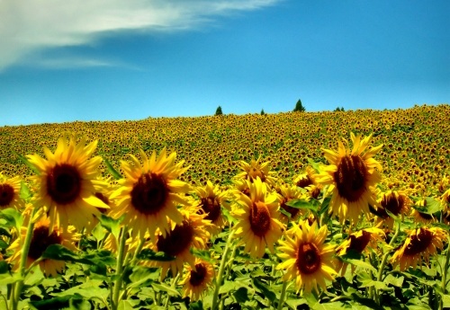 girasoli