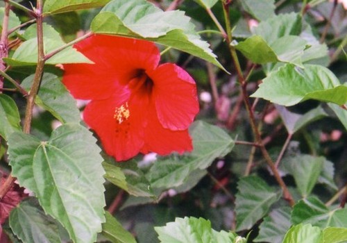 hibiscus