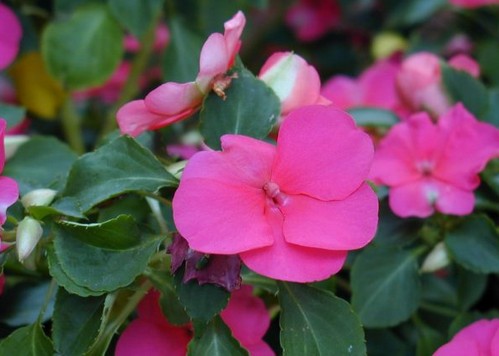 impatiens