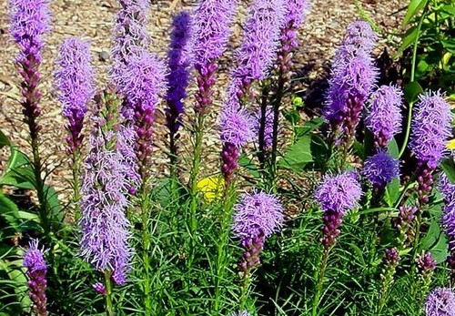 liatris spicata