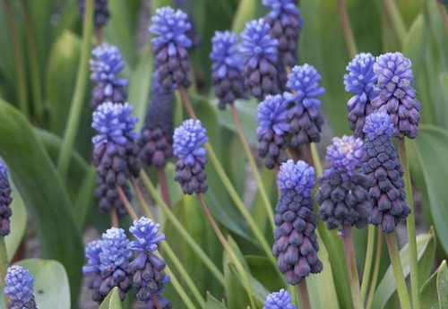 muscari