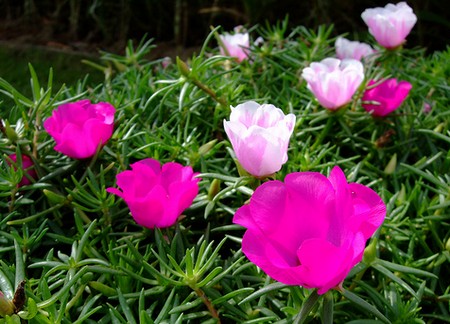 portulaca