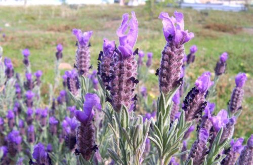 proprietà lavanda