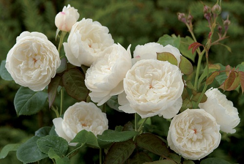 Rose inglesi: la "William and Catherine"