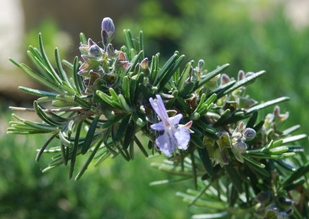 rosmarino officinalis