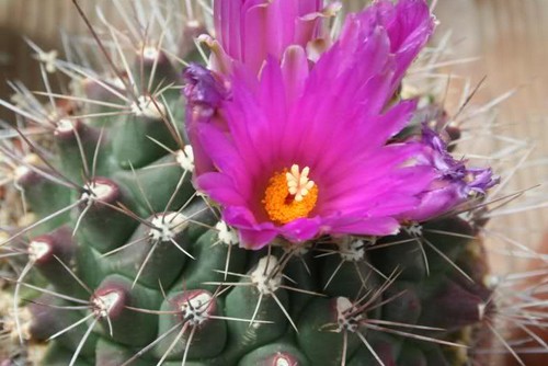 thelocactus