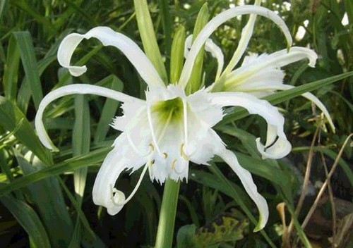 hymenocallis