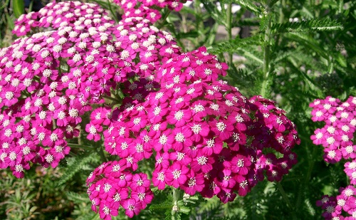 Achillea