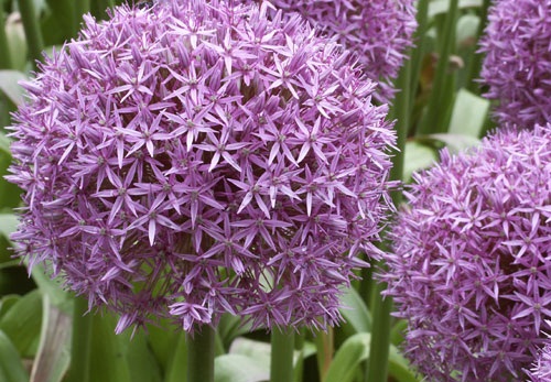 Allium_Globemaster