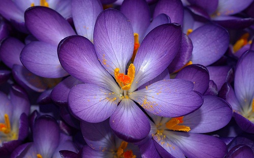 Crocus