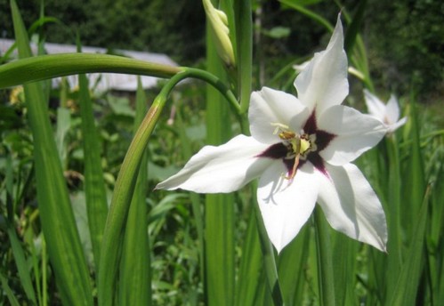 acidanthera