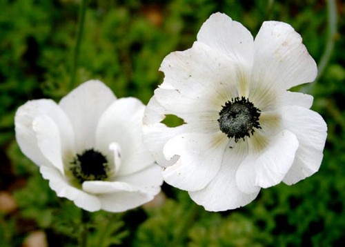 anemone coronaria