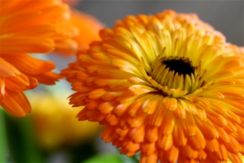 calendula