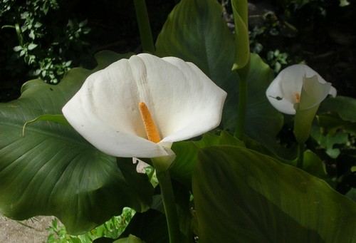 calla