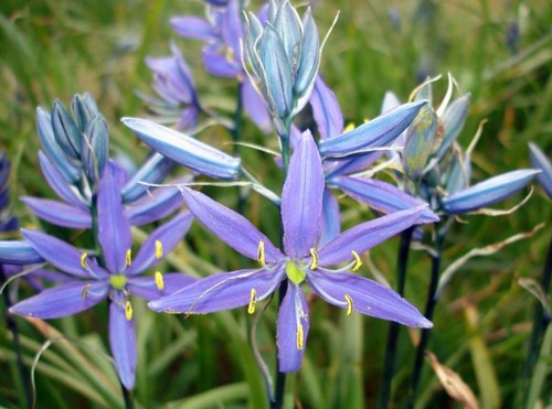 camassia