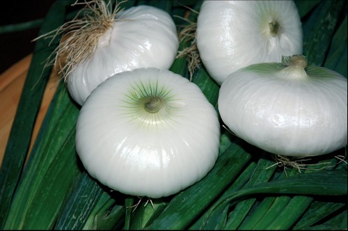 Semine di settembre: la cipolla bianca