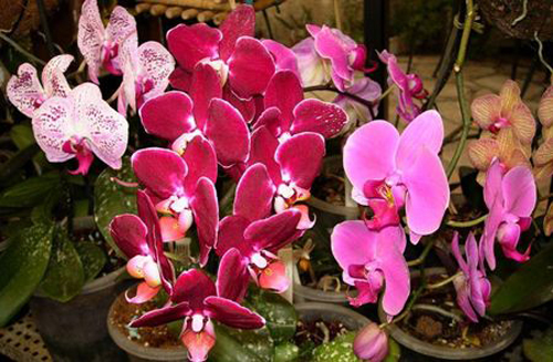 Le cure autunnali per le orchidee