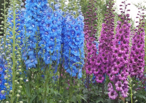 delphinium