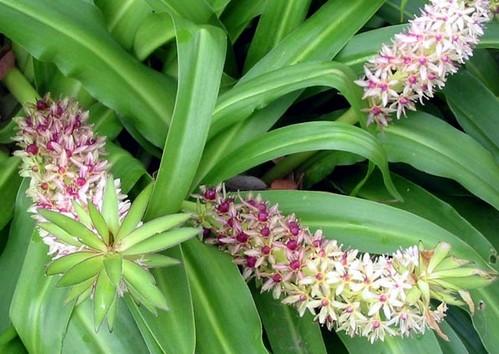 eucomis