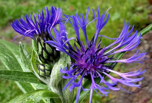 Semine di settembre, la Centaurea