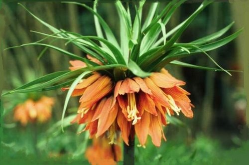 fritillaria imperialis