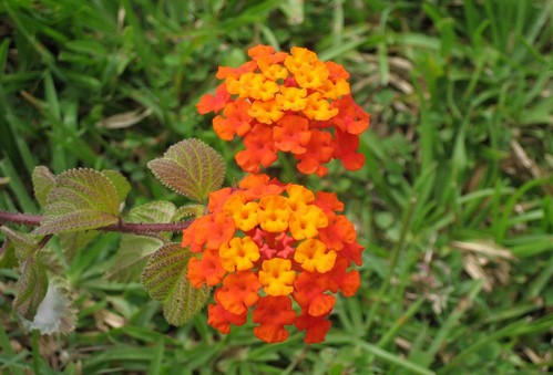 lantana