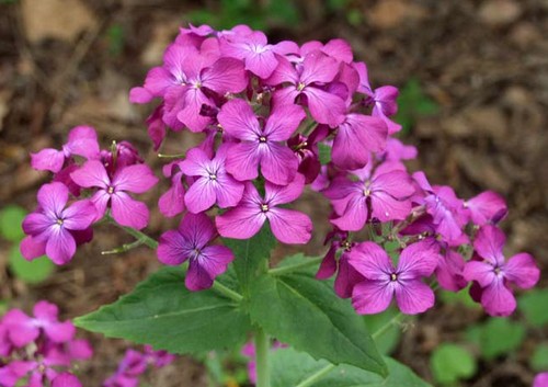 lunaria