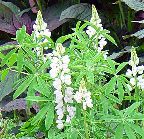 lupinus albus