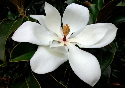 magnolia