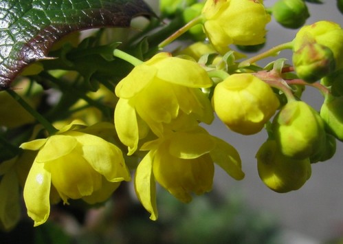 mahonia aquifolium