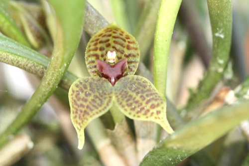 L'orchidea Dryadella