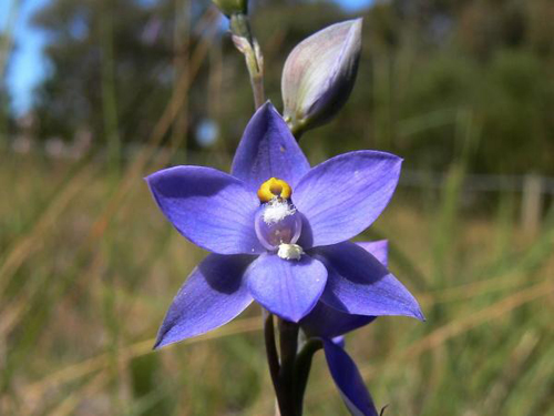 orchidea Thelymitra