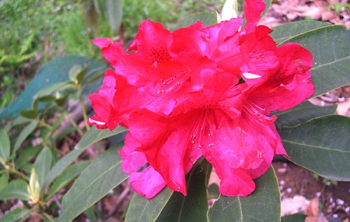 rododendro