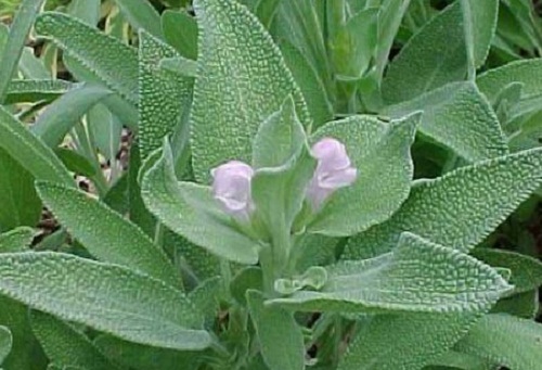 salvia-officinalis